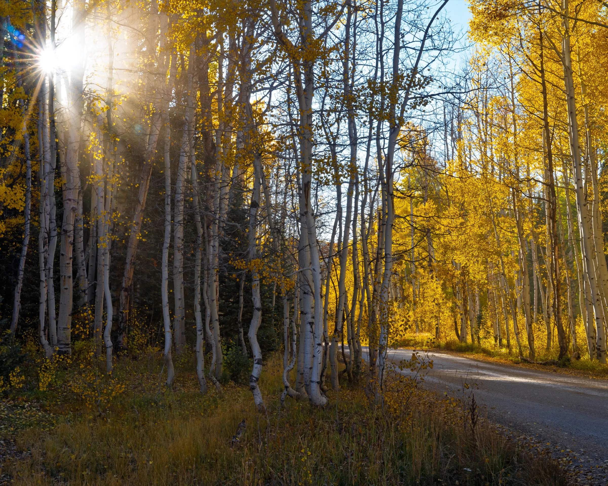Morning sun through a grove of golden aspens beside a quiet mountain road