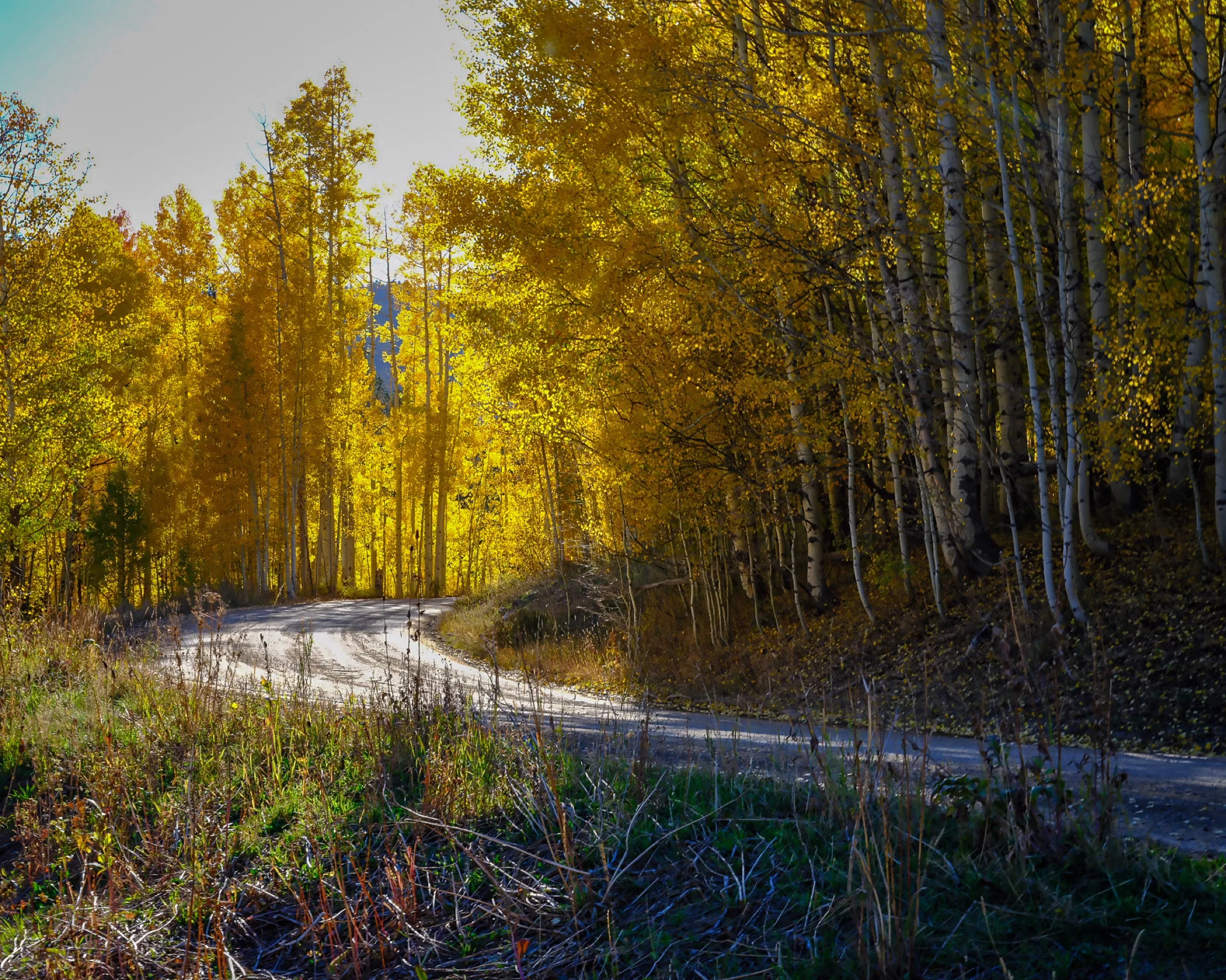 A quiet gravel road winding through golden aspens in autumn