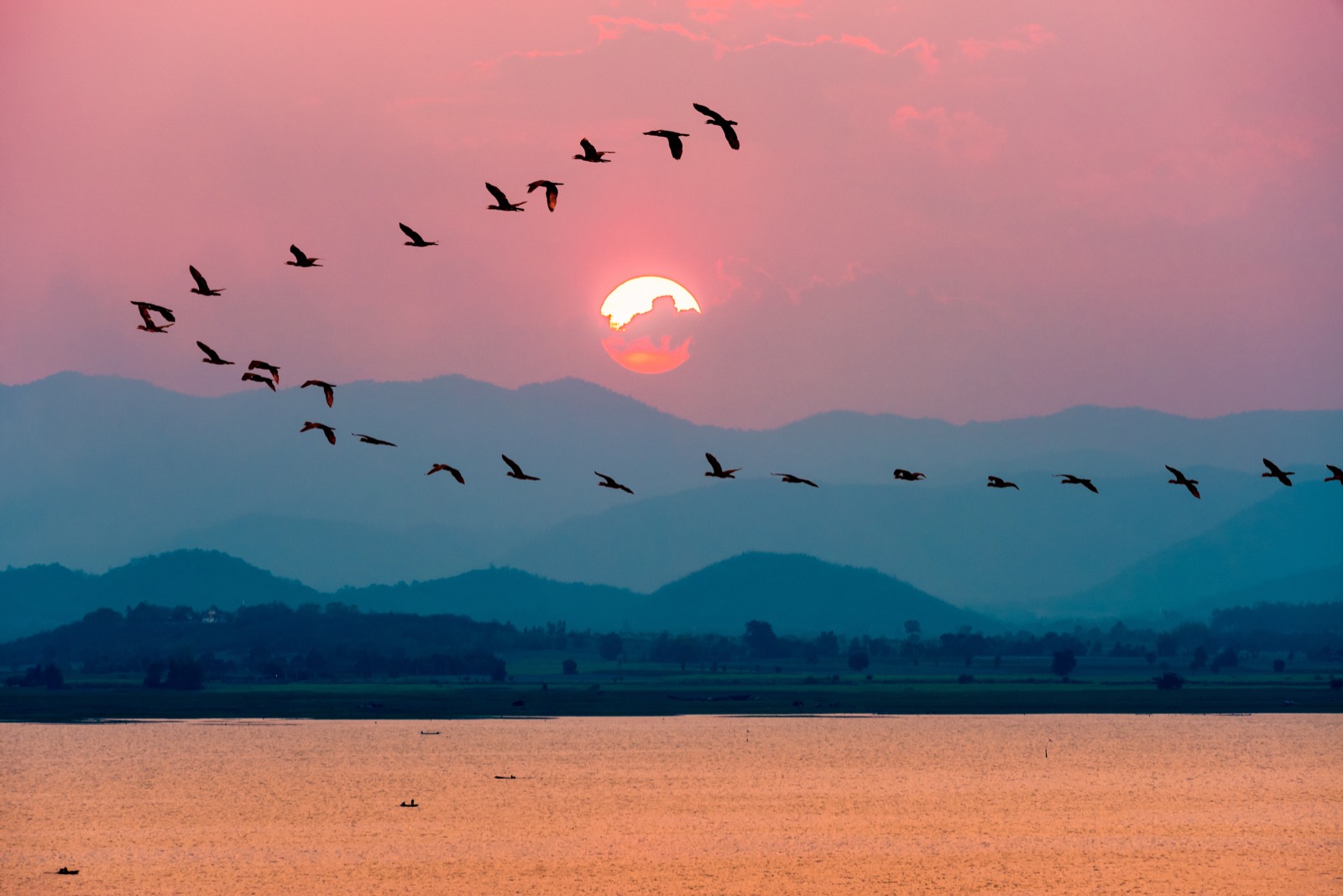 A flock of birds flying together over a wide landscape