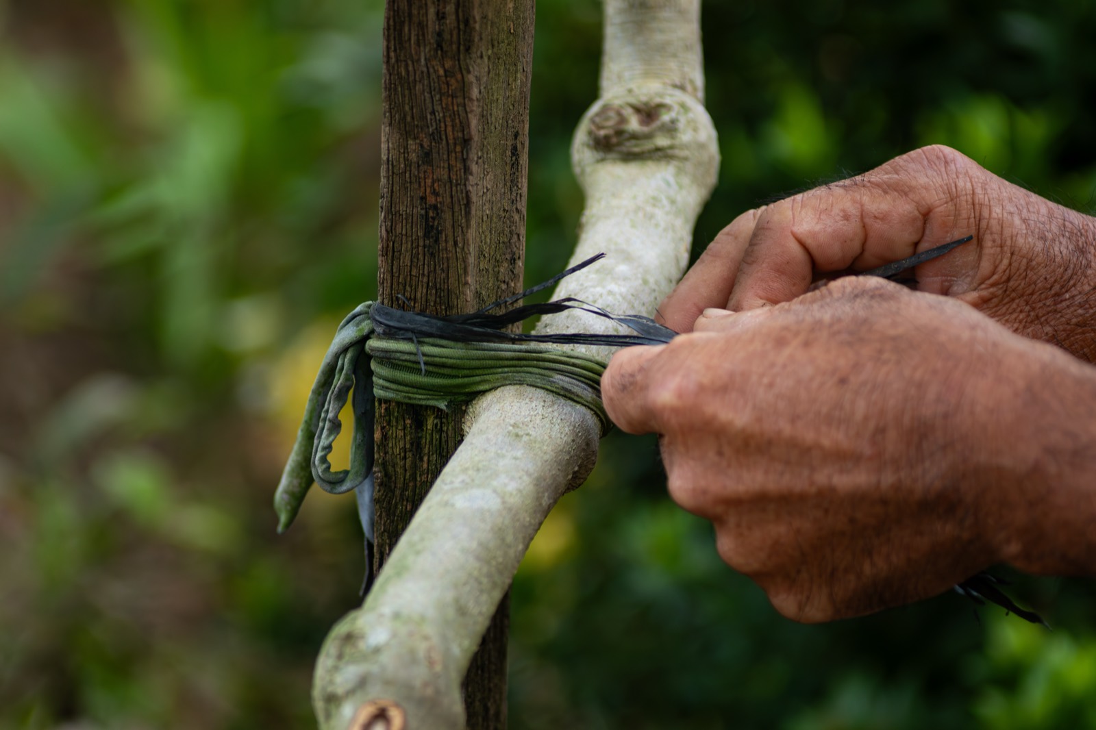 Hands tying a young tree to a wooden stake with soft cloth