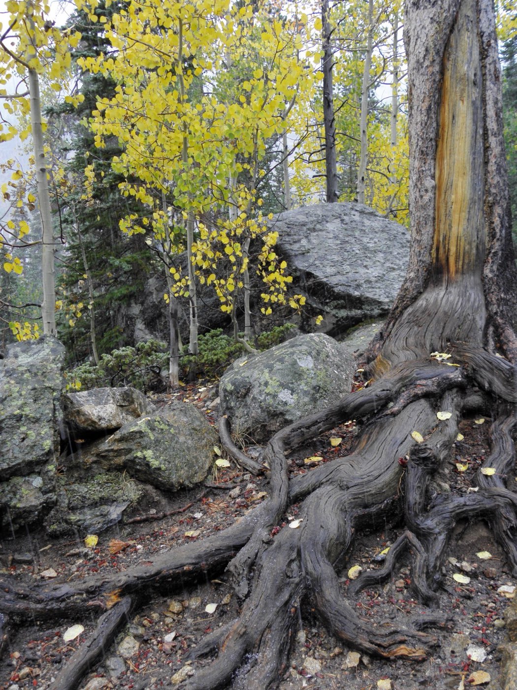 Gnarled tree roots among golden aspens in autumn