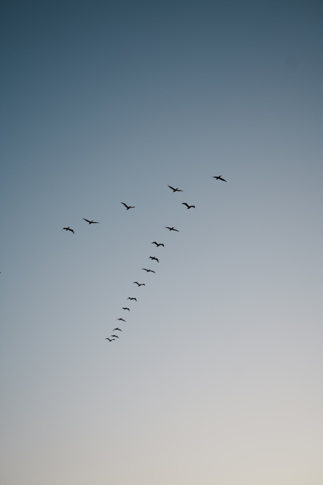 a flock of birds flying through a blue sky