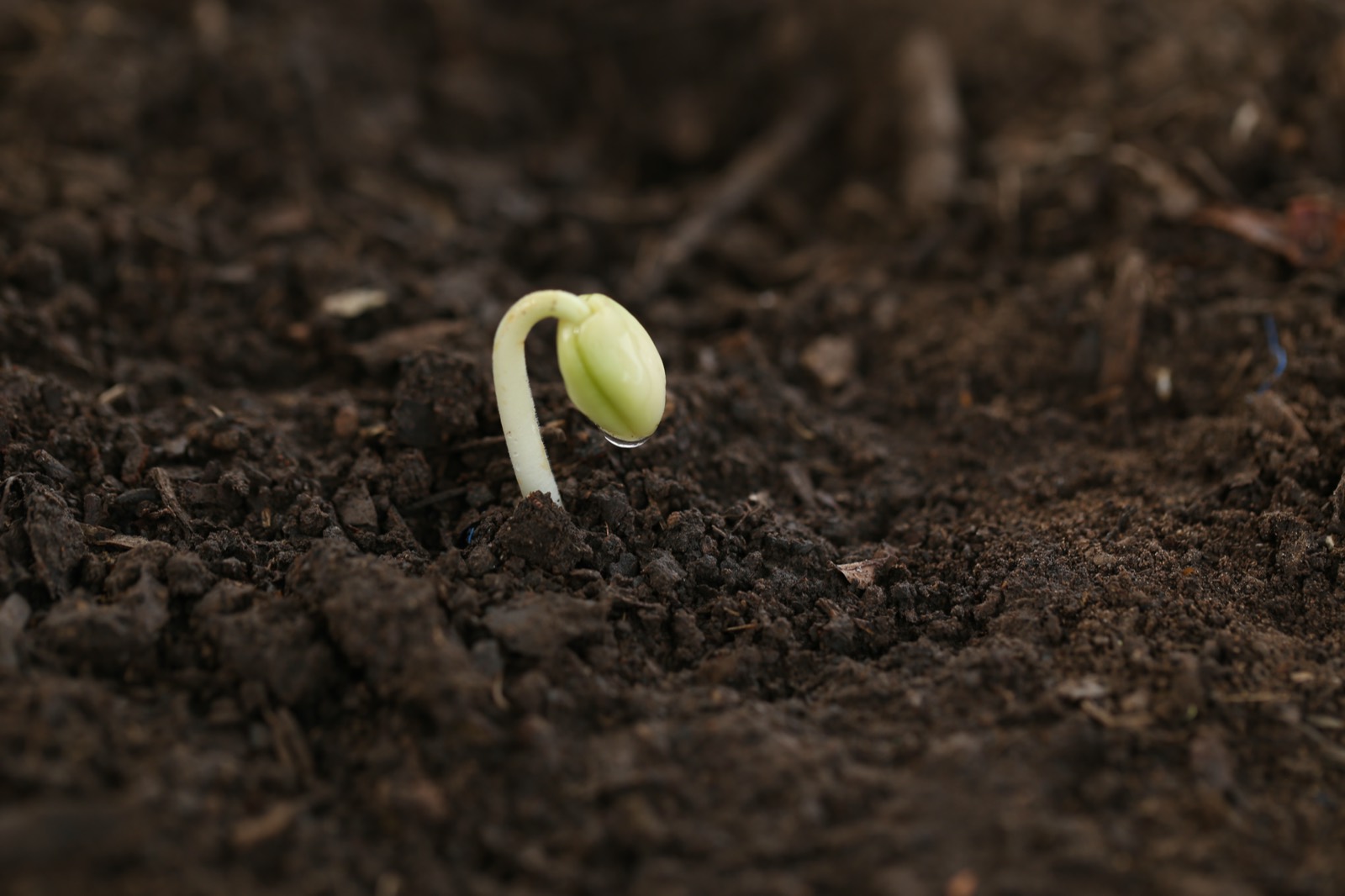 A small seedling growing from dark soil